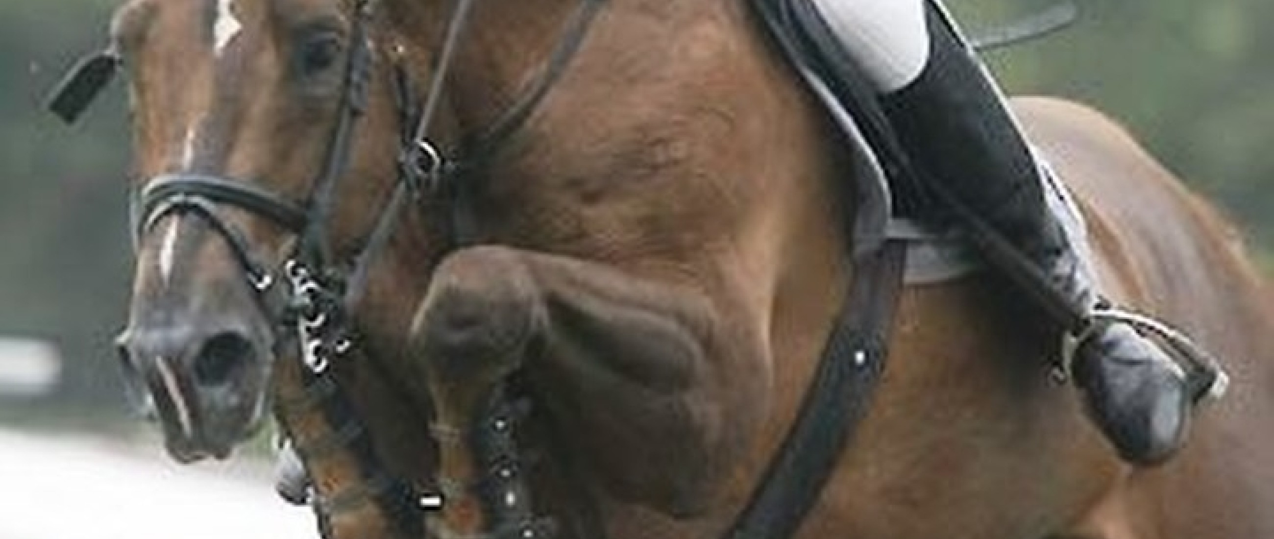 Sire Major de la Cour