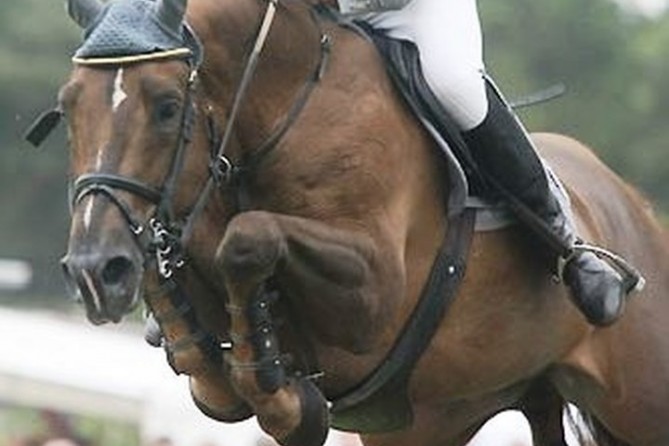 Sire Major de la Cour
